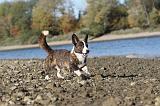 CORGI CARDIGAN 159